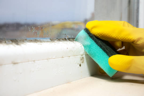 Best Affordable Mold Removal  in Independence, IA