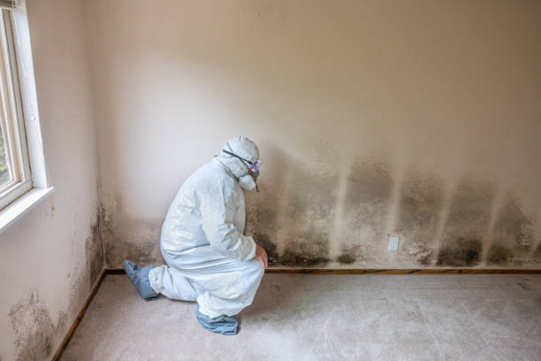 Trusted Independence, IA Mold Removal Experts