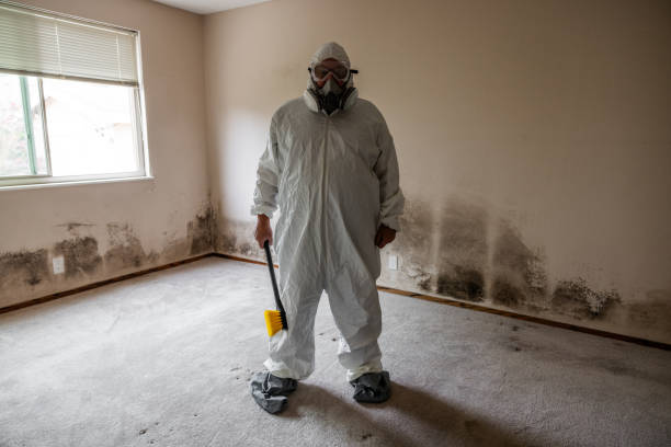 Best Toxic Mold Removal  in Independence, IA