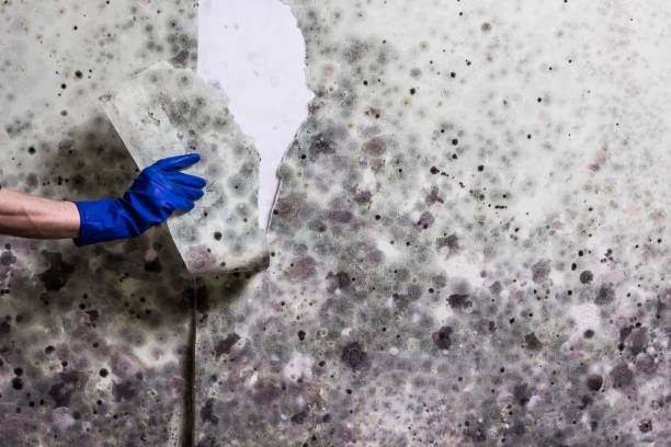 Best Emergency Mold Removal  in Independence, IA